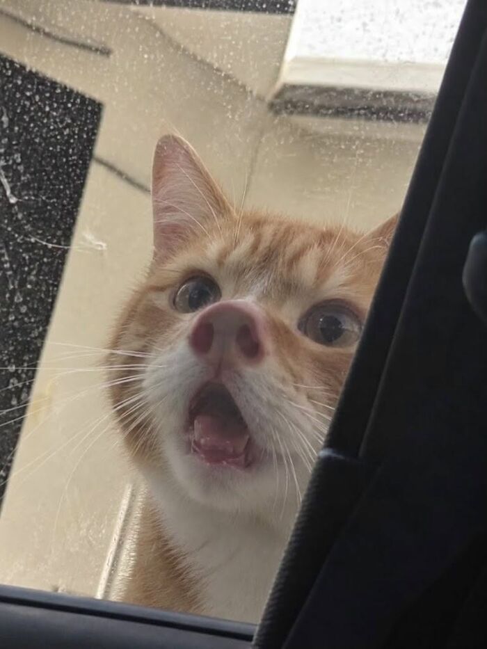 This Page Shared 34 New Pics Of Animals Which Turned Ordinary Situations Into Pure Comedy