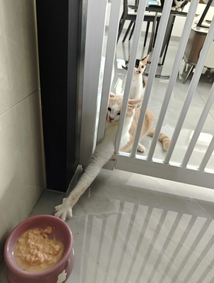 This Page Shared 34 New Pics Of Animals Which Turned Ordinary Situations Into Pure Comedy