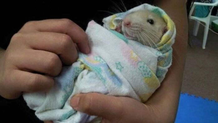 This Page Shared 34 New Pics Of Animals Which Turned Ordinary Situations Into Pure Comedy