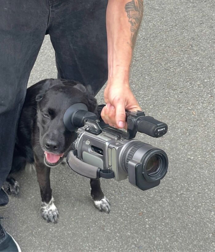 This Page Shared 34 New Pics Of Animals Which Turned Ordinary Situations Into Pure Comedy