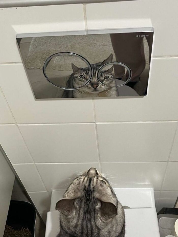This Page Shared 34 New Pics Of Animals Which Turned Ordinary Situations Into Pure Comedy