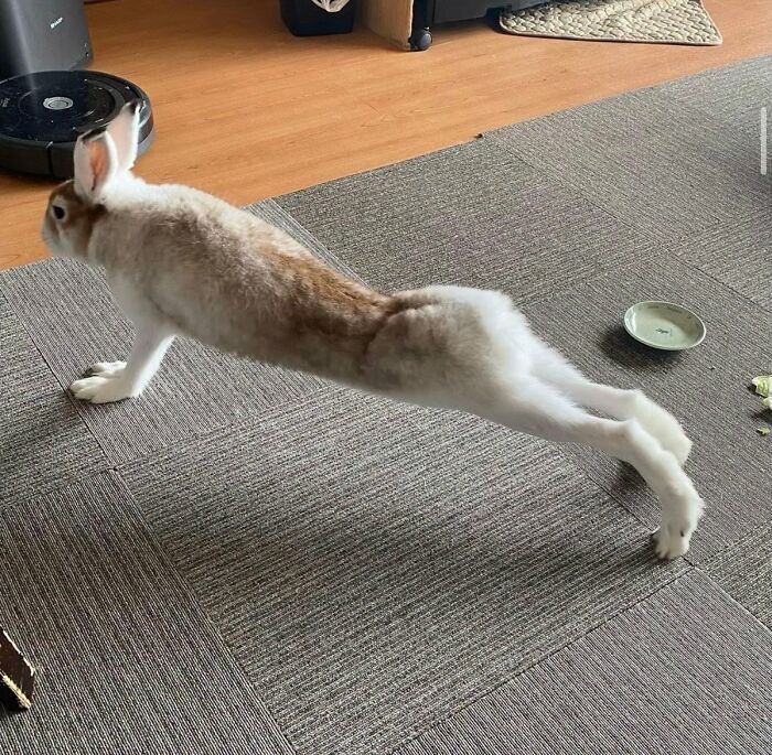 This Page Shared 34 New Pics Of Animals Which Turned Ordinary Situations Into Pure Comedy