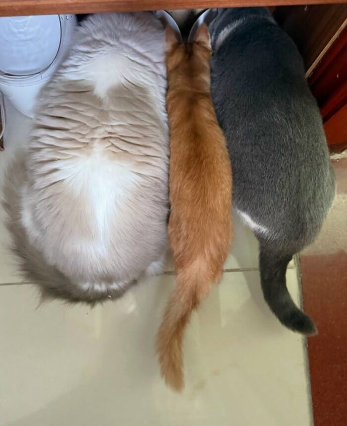 This Page Shared 34 New Pics Of Animals Which Turned Ordinary Situations Into Pure Comedy