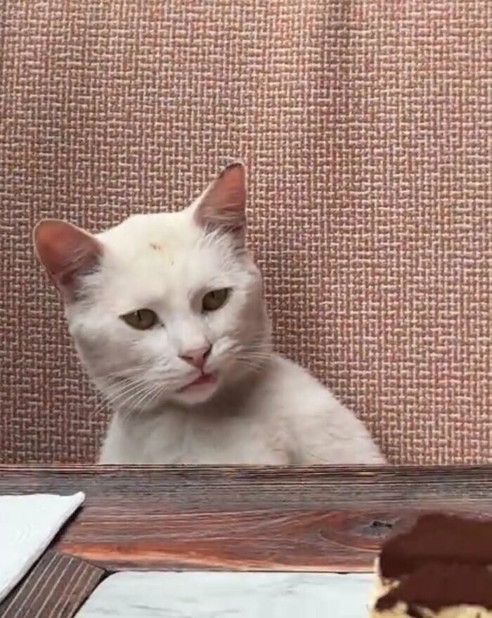 This Page Shared 34 New Pics Of Animals Which Turned Ordinary Situations Into Pure Comedy