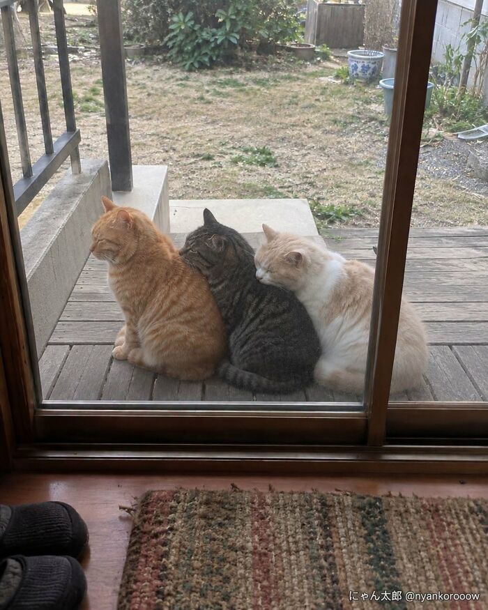 This Page Shared 34 New Pics Of Animals Which Turned Ordinary Situations Into Pure Comedy
