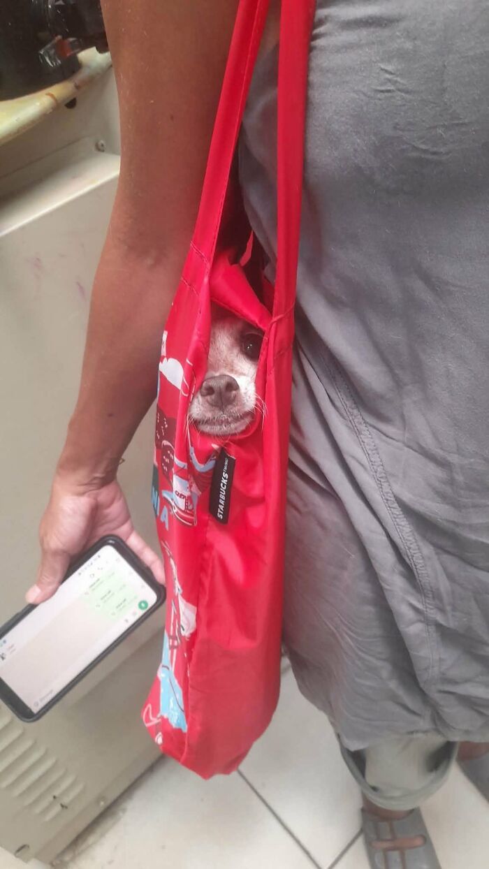 This Page Shared 34 New Pics Of Animals Which Turned Ordinary Situations Into Pure Comedy