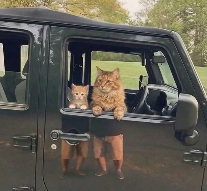 This Page Shared 34 New Pics Of Animals Which Turned Ordinary Situations Into Pure Comedy