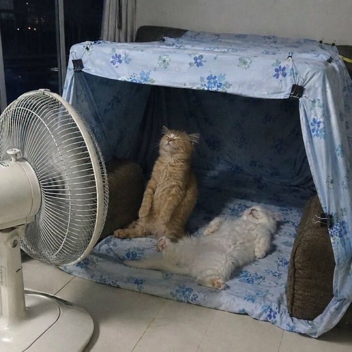 This Page Shared 34 New Pics Of Animals Which Turned Ordinary Situations Into Pure Comedy