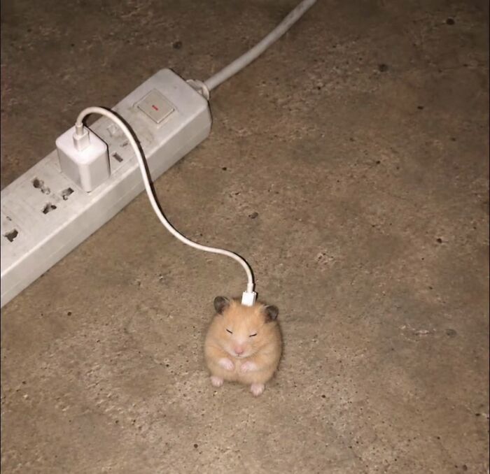 This Page Shared 34 New Pics Of Animals Which Turned Ordinary Situations Into Pure Comedy