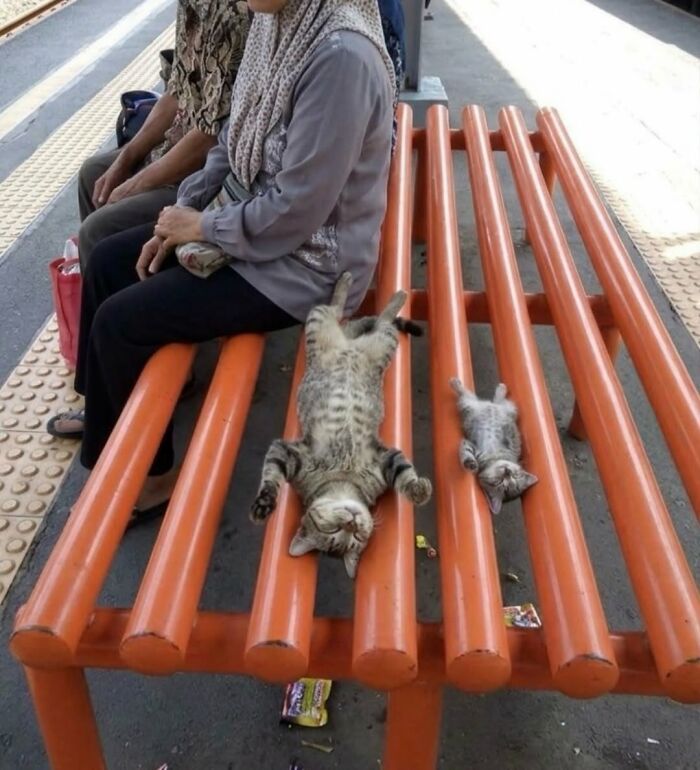 This Page Shared 34 New Pics Of Animals Which Turned Ordinary Situations Into Pure Comedy