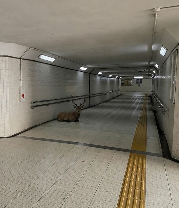 This Page Shared 34 New Pics Of Animals Which Turned Ordinary Situations Into Pure Comedy
