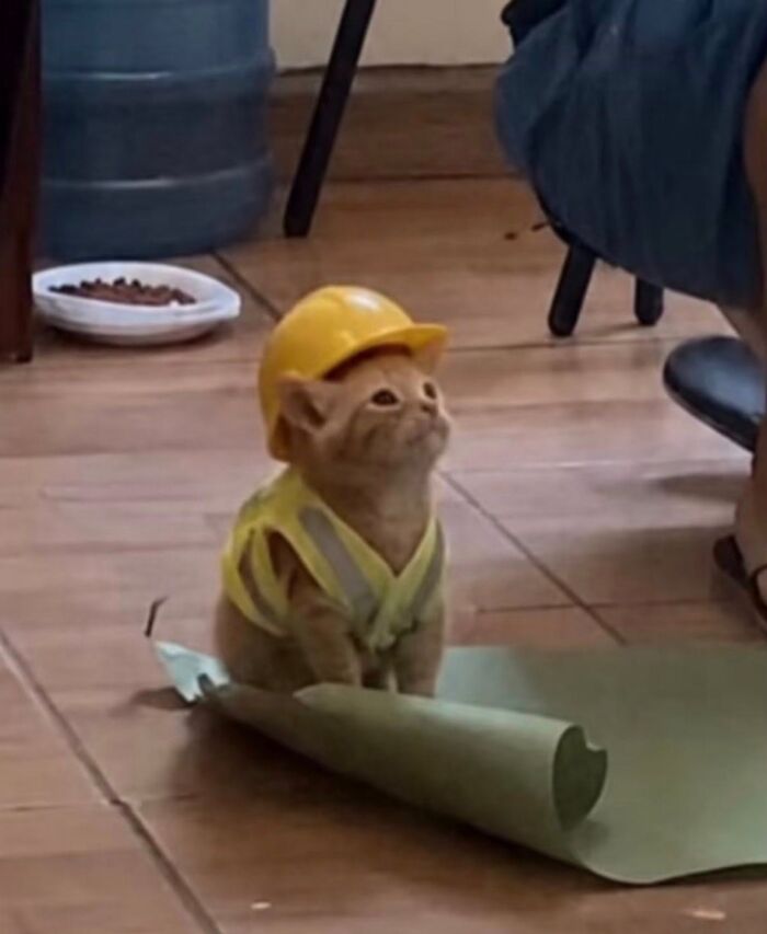 This Page Shared 34 New Pics Of Animals Which Turned Ordinary Situations Into Pure Comedy