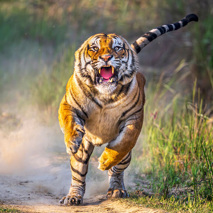 25 Winning Photos From AAP Magazine Show The Natural World In A New Light 25 Winning Photos From AAP Magazine Show The Natural World In A New Light