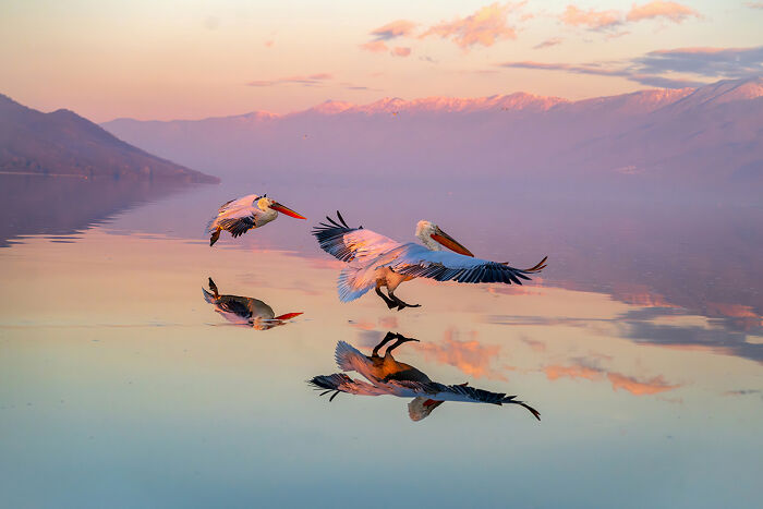25 Winning Photos From AAP Magazine Show The Natural World In A New Light 25 Winning Photos From AAP Magazine Show The Natural World In A New Light