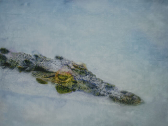 25 Winning Photos From AAP Magazine Show The Natural World In A New Light 25 Winning Photos From AAP Magazine Show The Natural World In A New Light