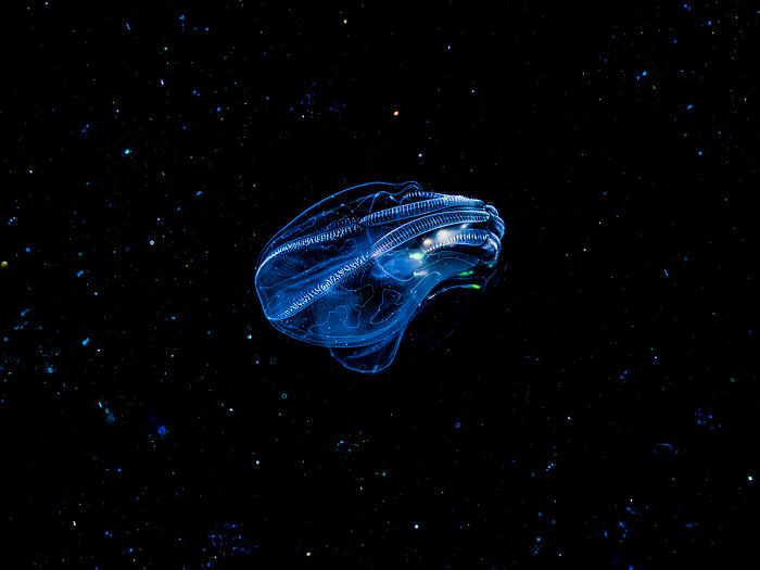 25 Winning Photos From AAP Magazine Show The Natural World In A New Light 25 Winning Photos From AAP Magazine Show The Natural World In A New Light