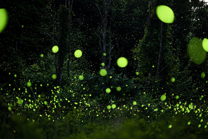 25 Winning Photos From AAP Magazine Show The Natural World In A New Light 25 Winning Photos From AAP Magazine Show The Natural World In A New Light