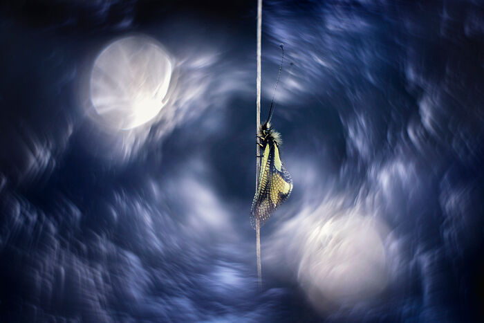 25 Winning Photos From AAP Magazine Show The Natural World In A New Light 25 Winning Photos From AAP Magazine Show The Natural World In A New Light