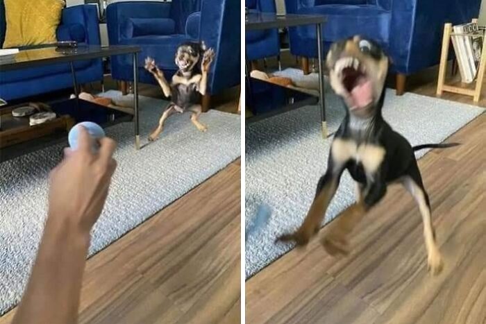 54 Funny And Wholesome Animal Pics Shared By This Community To Brighten Your Day