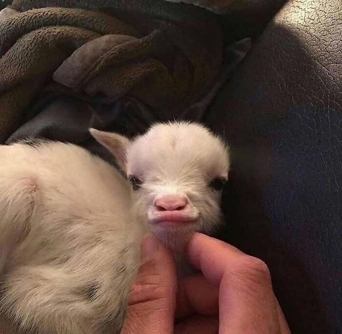 54 Funny And Wholesome Animal Pics Shared By This Community To Brighten Your Day