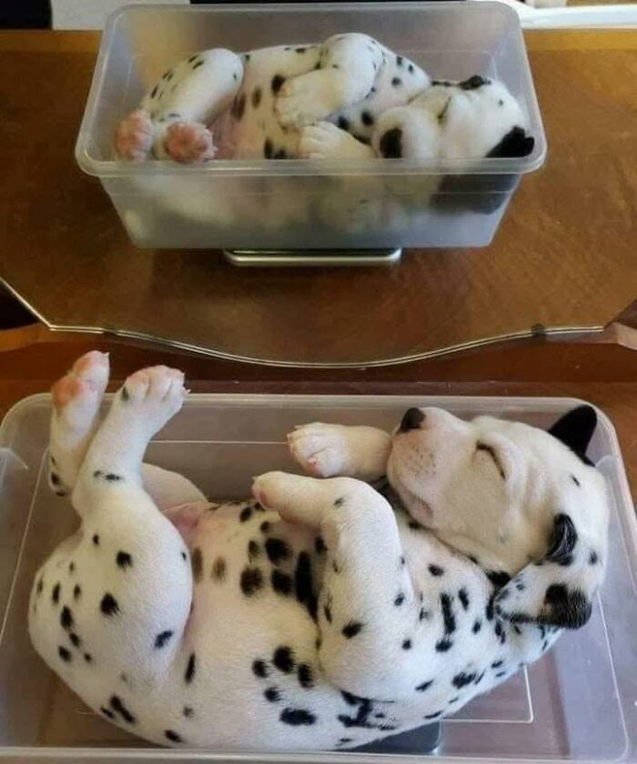 54 Funny And Wholesome Animal Pics Shared By This Community To Brighten Your Day