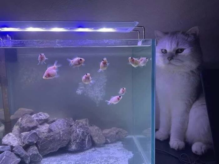 54 Funny And Wholesome Animal Pics Shared By This Community To Brighten Your Day