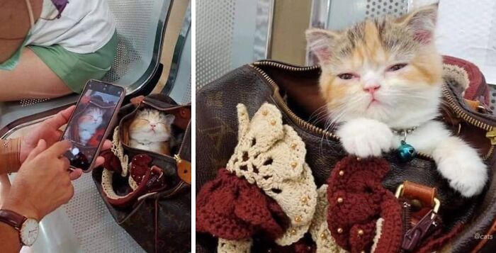 54 Funny And Wholesome Animal Pics Shared By This Community To Brighten Your Day