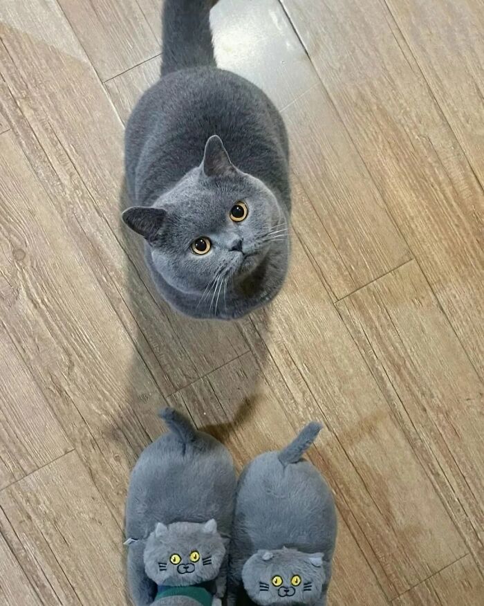 54 Funny And Wholesome Animal Pics Shared By This Community To Brighten Your Day