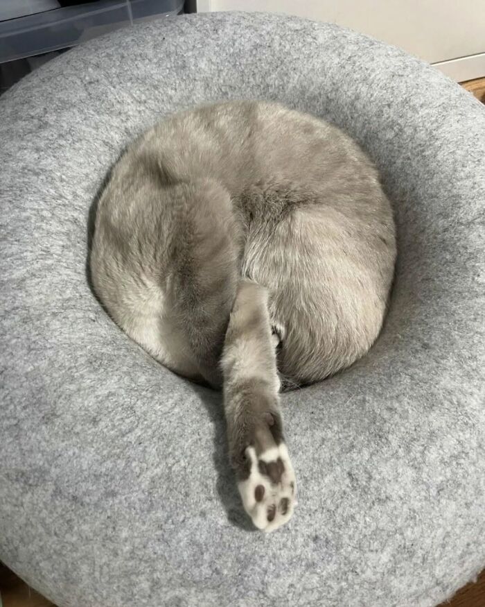 54 Funny And Wholesome Animal Pics Shared By This Community To Brighten Your Day