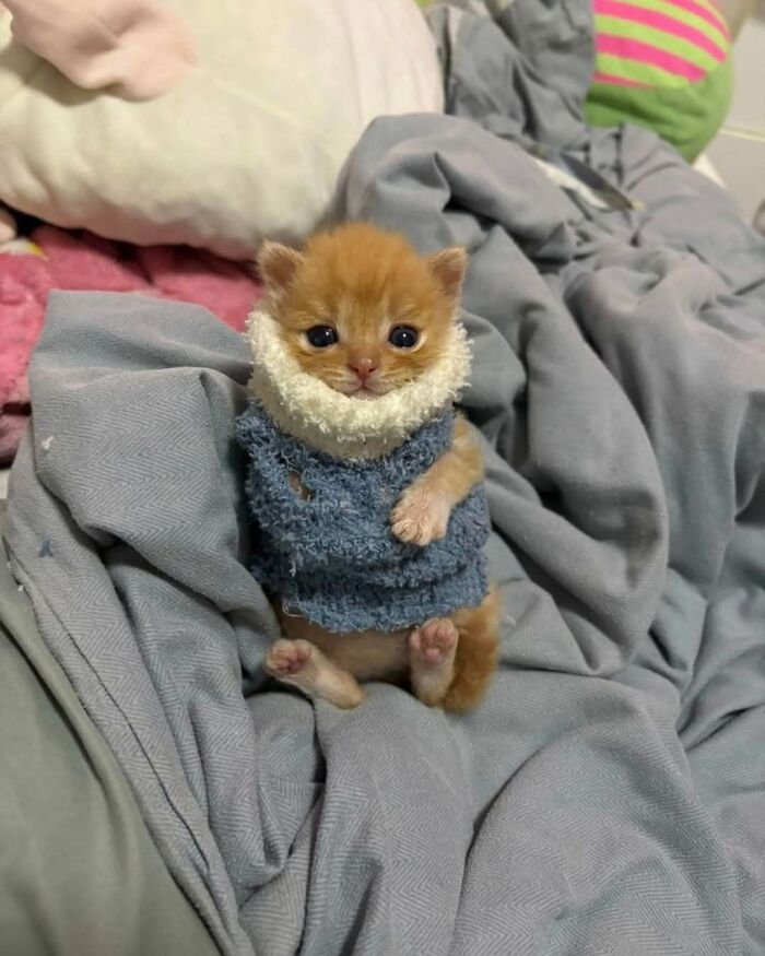 54 Funny And Wholesome Animal Pics Shared By This Community To Brighten Your Day