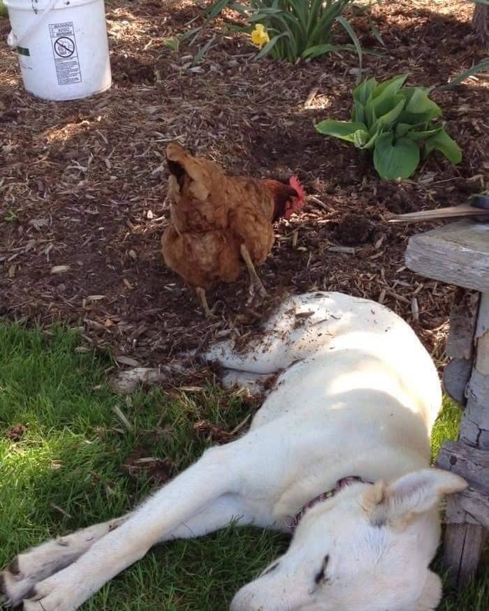 54 Funny And Wholesome Animal Pics Shared By This Community To Brighten Your Day