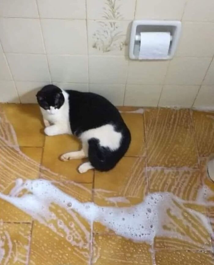 54 Funny And Wholesome Animal Pics Shared By This Community To Brighten Your Day