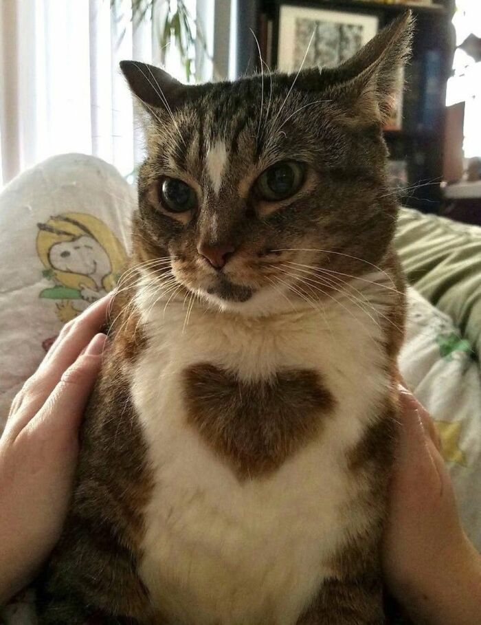 54 Funny And Wholesome Animal Pics Shared By This Community To Brighten Your Day