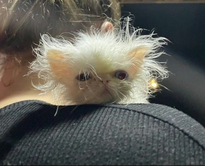54 Funny And Wholesome Animal Pics Shared By This Community To Brighten Your Day