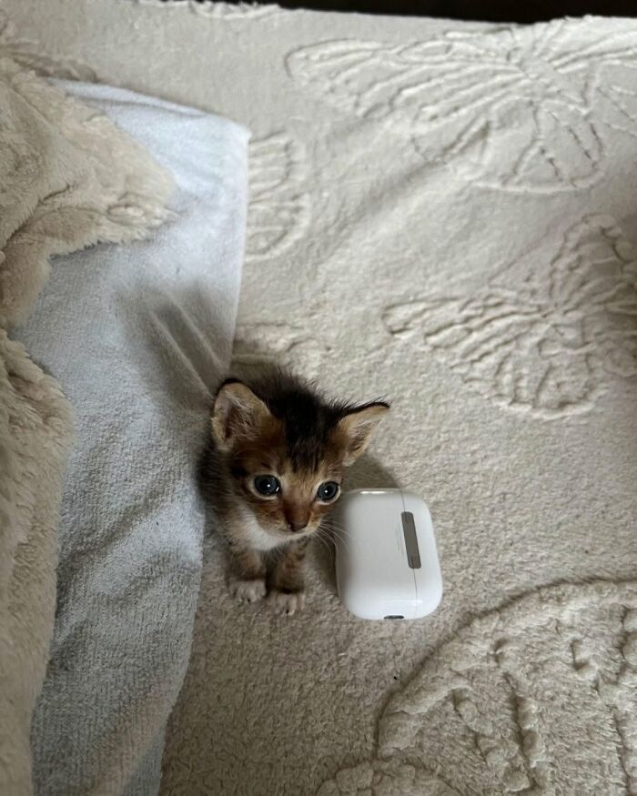 54 Funny And Wholesome Animal Pics Shared By This Community To Brighten Your Day
