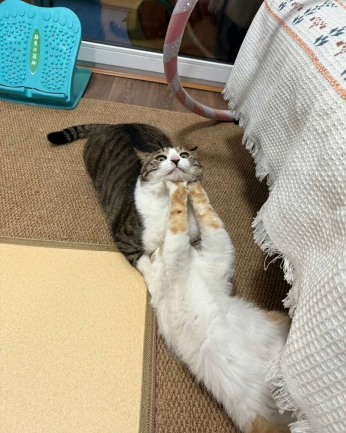 54 Funny And Wholesome Animal Pics Shared By This Community To Brighten Your Day