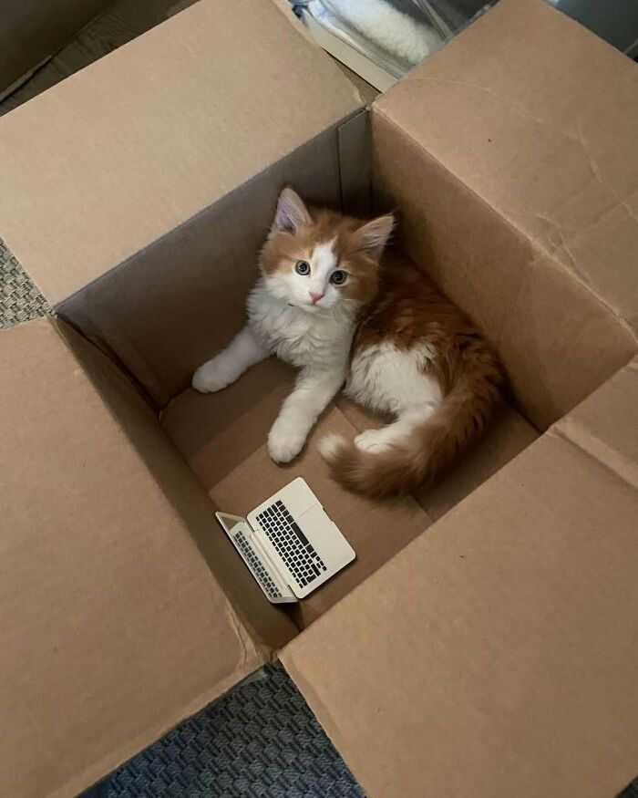 54 Funny And Wholesome Animal Pics Shared By This Community To Brighten Your Day