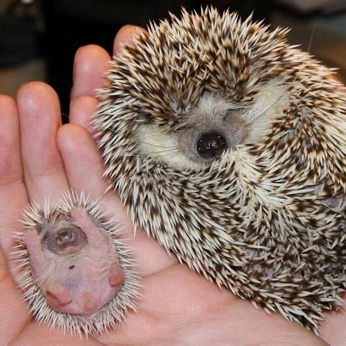 54 Funny And Wholesome Animal Pics Shared By This Community To Brighten Your Day