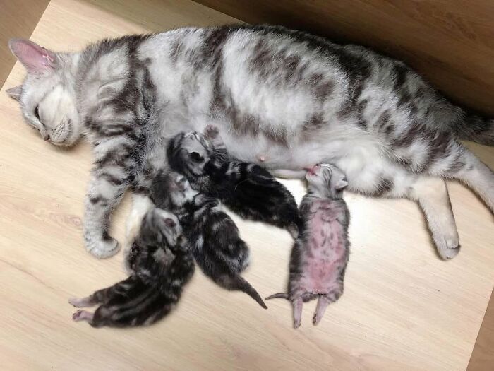 54 Funny And Wholesome Animal Pics Shared By This Community To Brighten Your Day