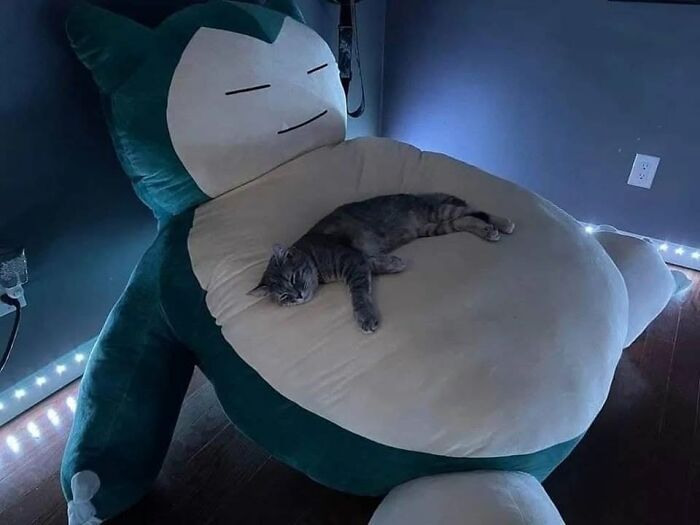 54 Funny And Wholesome Animal Pics Shared By This Community To Brighten Your Day