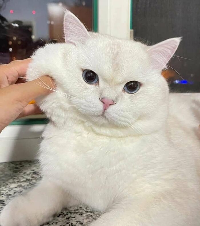 54 Funny And Wholesome Animal Pics Shared By This Community To Brighten Your Day