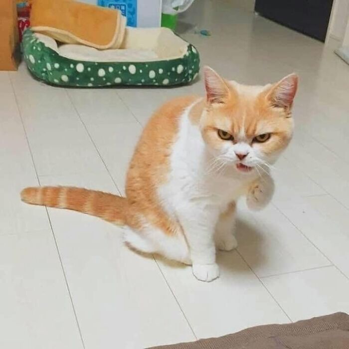 54 Funny And Wholesome Animal Pics Shared By This Community To Brighten Your Day