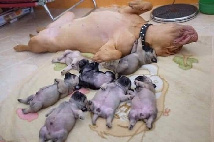 54 Funny And Wholesome Animal Pics Shared By This Community To Brighten Your Day