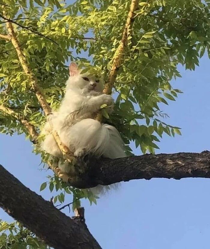 54 Funny And Wholesome Animal Pics Shared By This Community To Brighten Your Day