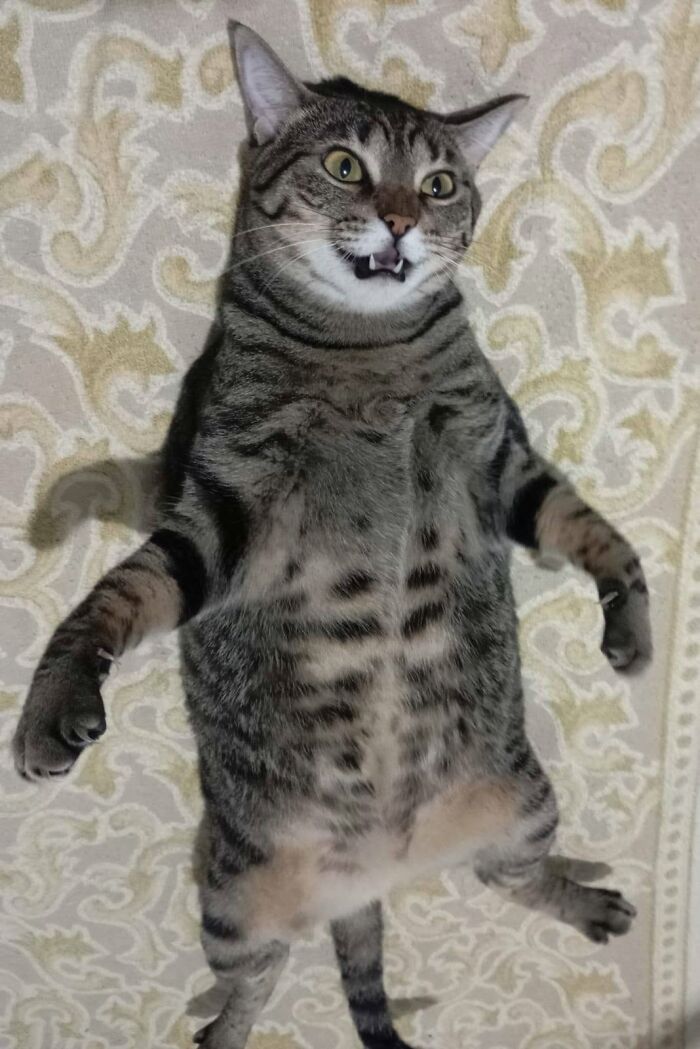 54 Funny And Wholesome Animal Pics Shared By This Community To Brighten Your Day