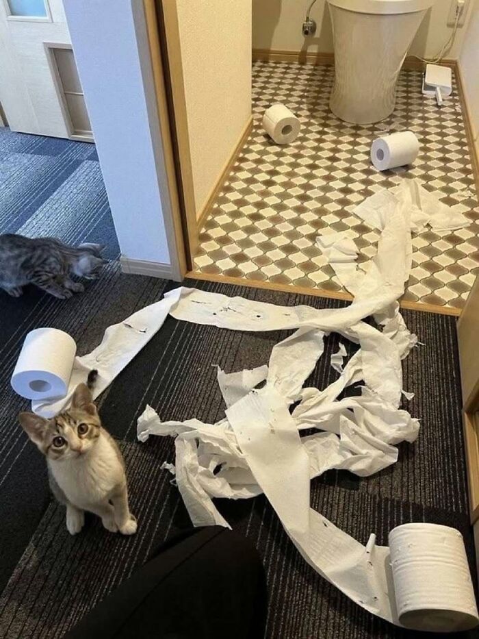 54 Funny And Wholesome Animal Pics Shared By This Community To Brighten Your Day