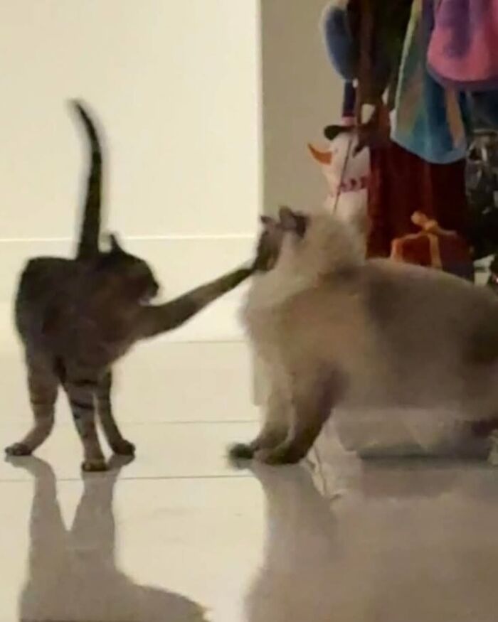 54 Funny And Wholesome Animal Pics Shared By This Community To Brighten Your Day