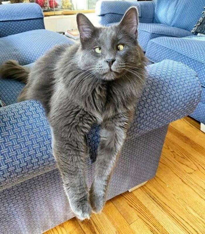 54 Funny And Wholesome Animal Pics Shared By This Community To Brighten Your Day