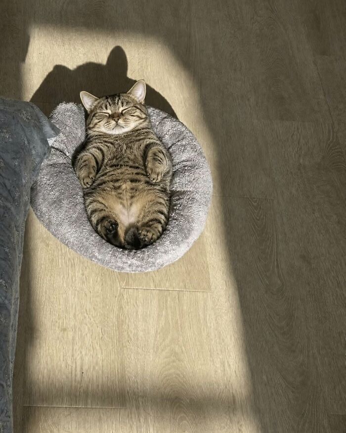 54 Funny And Wholesome Animal Pics Shared By This Community To Brighten Your Day