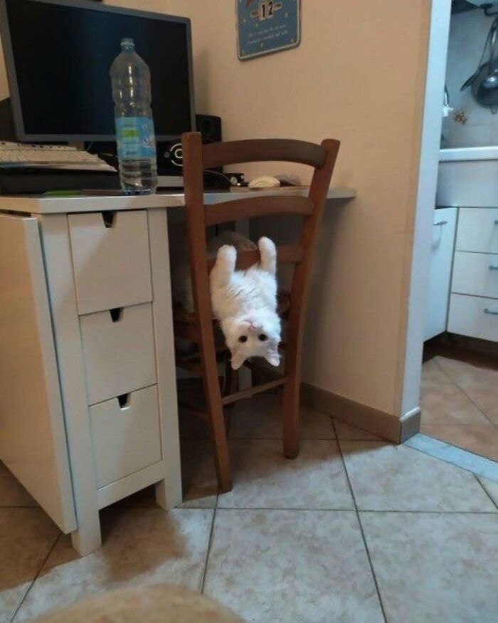 54 Funny And Wholesome Animal Pics Shared By This Community To Brighten Your Day